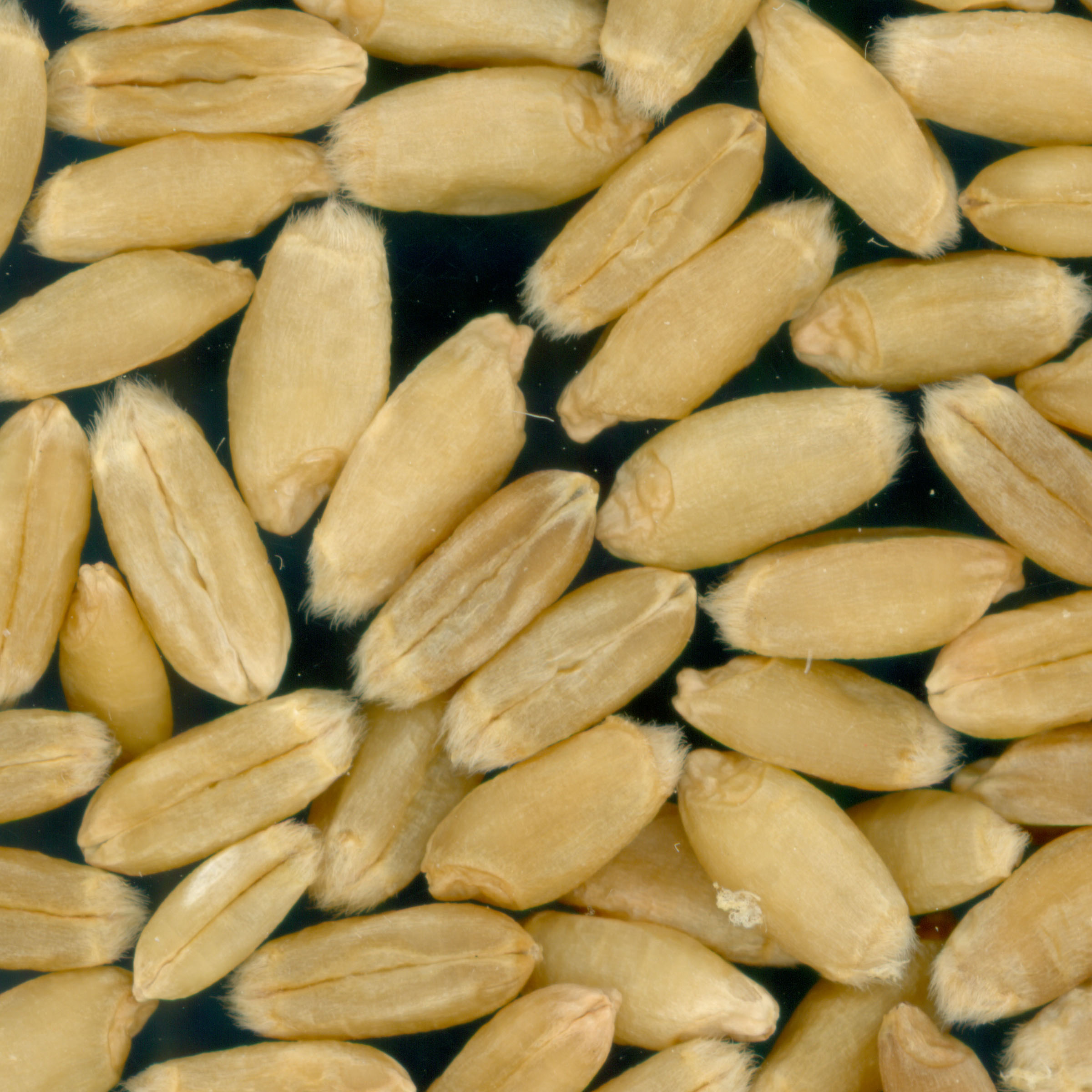Click for 3 image(s) for this accession. KERNELS